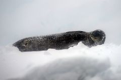 04D Seal Resting On The Snow In Foyn Harbour On Quark Expeditions Antarctica Cruise